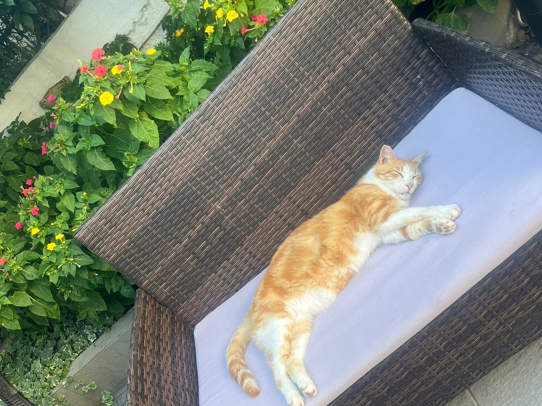 Hotel la petite Morfo主图