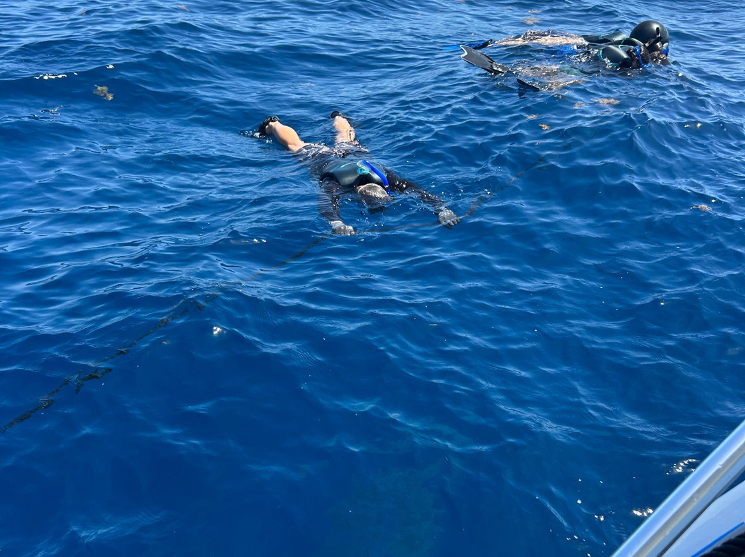 Florida Shark Diving-朱庇特必去景点