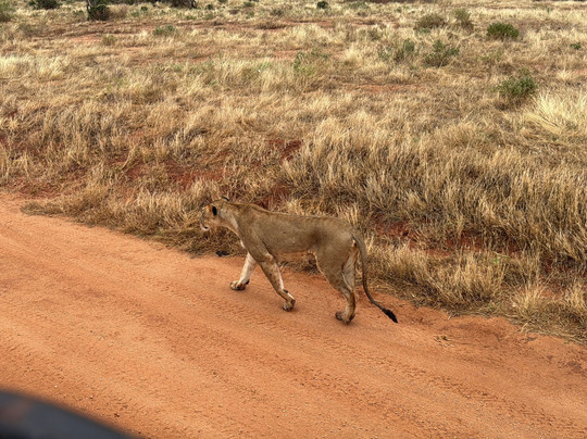 Nemm Tours and Safaris-迪亚尼必去景点