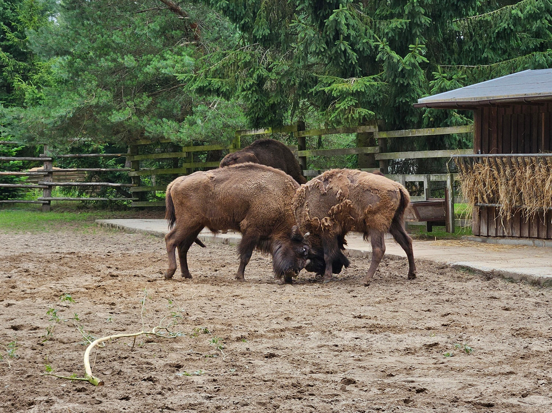 Wisentgehege Usedom-Usedom必去景点