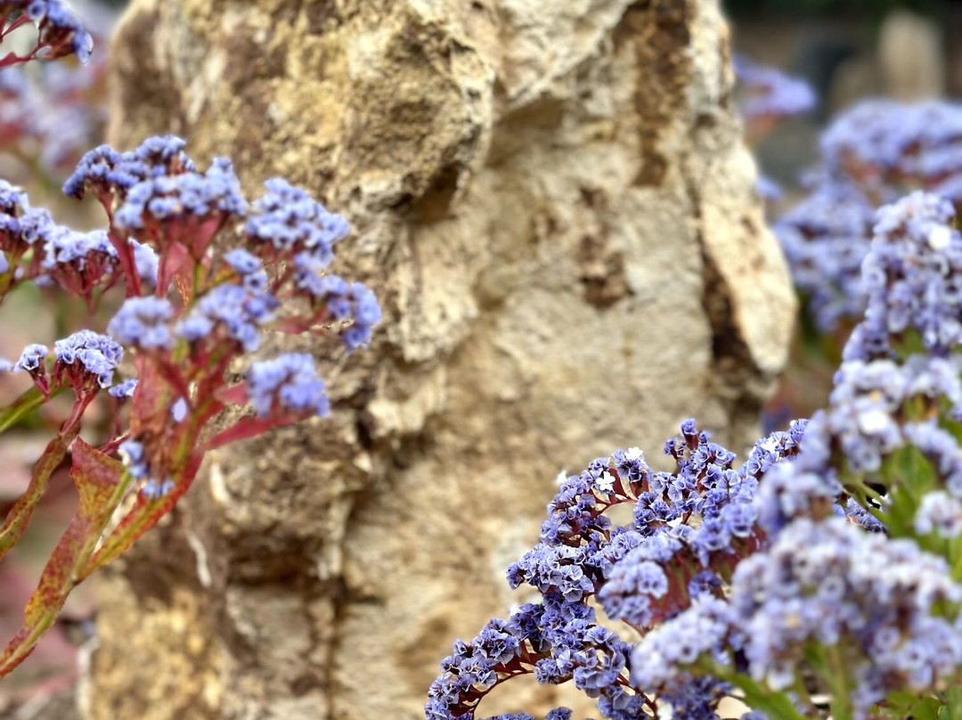 Jardin Botanico del Descubrimiento de Vallehermoso-Vallehermoso必去景点