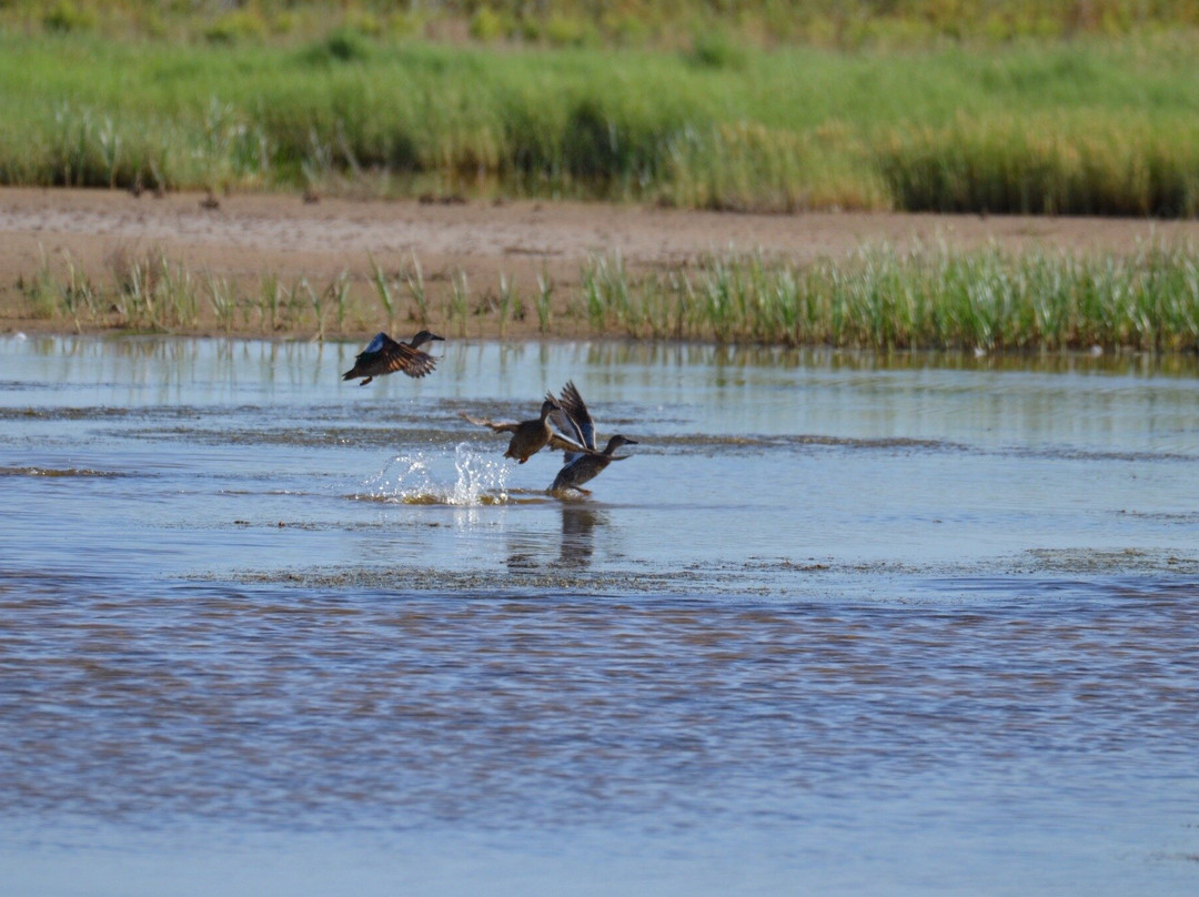 Bitter Lake National Wildlife Refuge-罗斯威尔必去景点