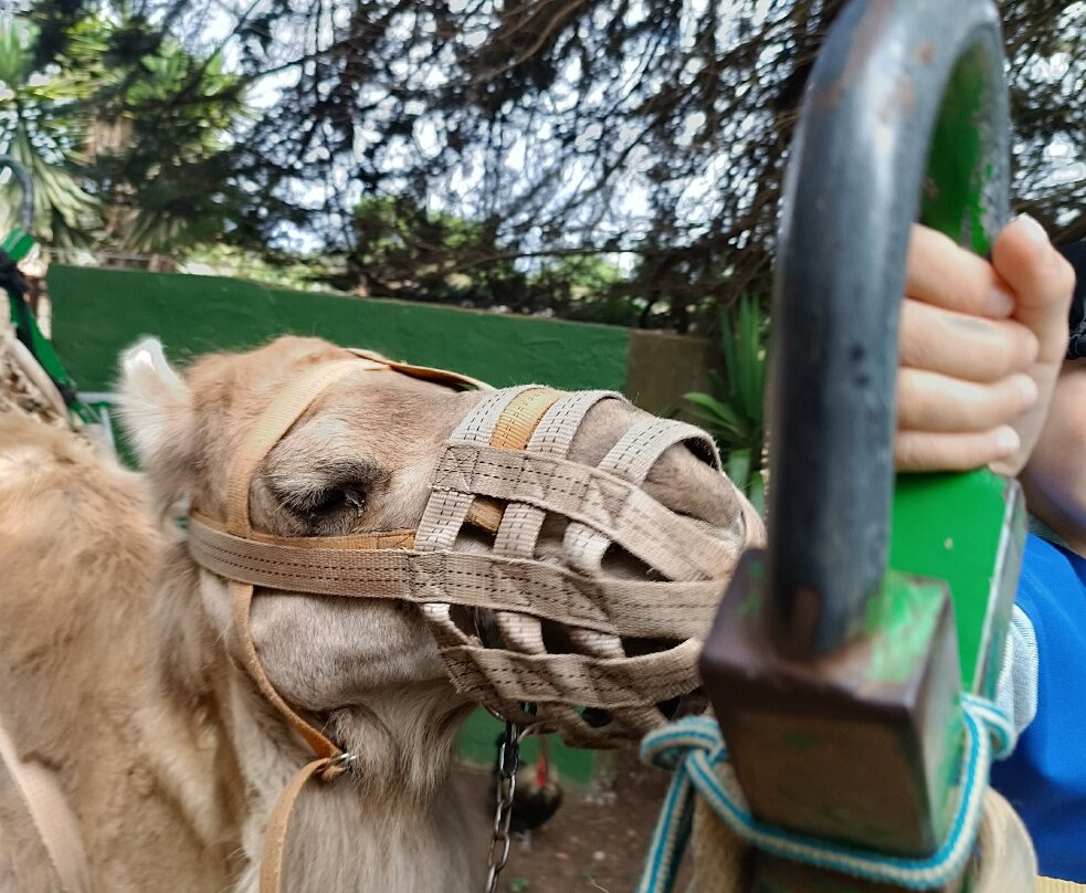Camello Center-El Tanque必去景点