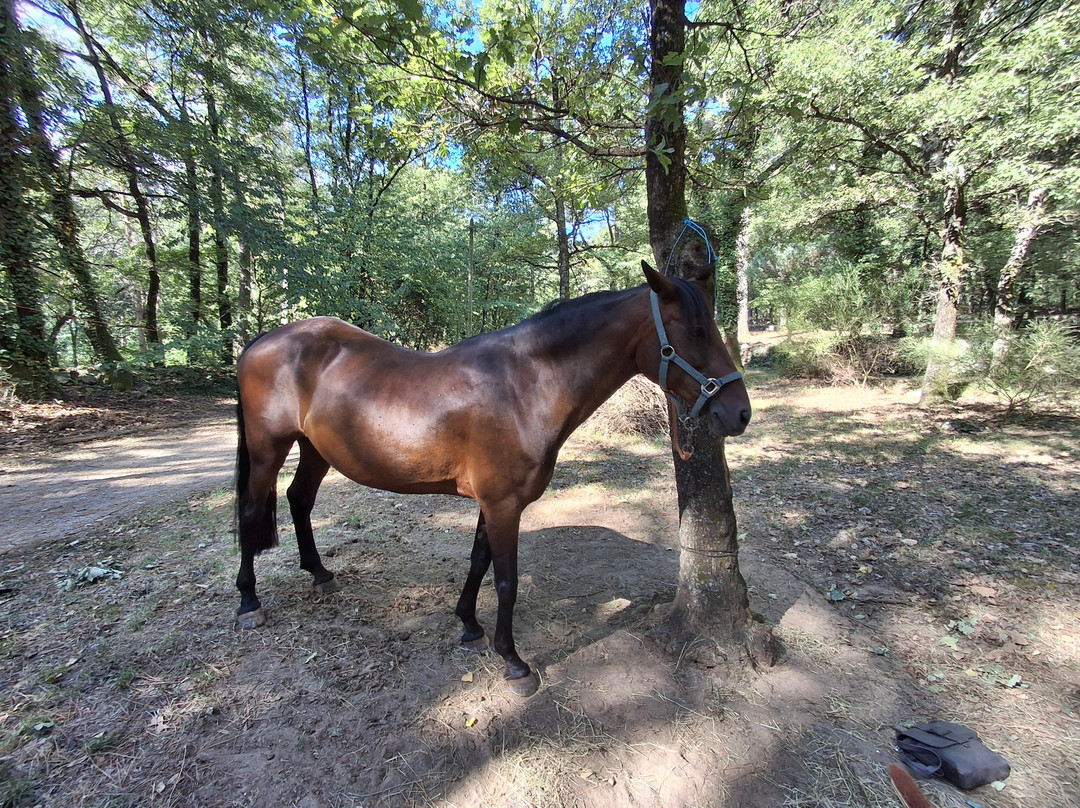 A Cheval en Cevennes