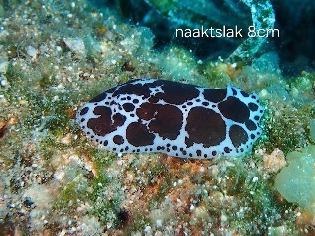 Lefkas Diving Centre-Nikiana必去景点