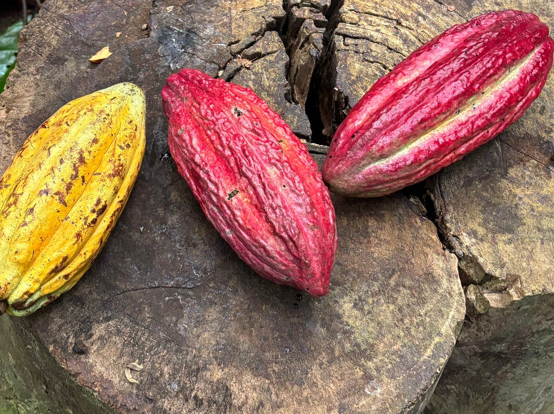 Tree Chocolate Tour-Upala必去景点