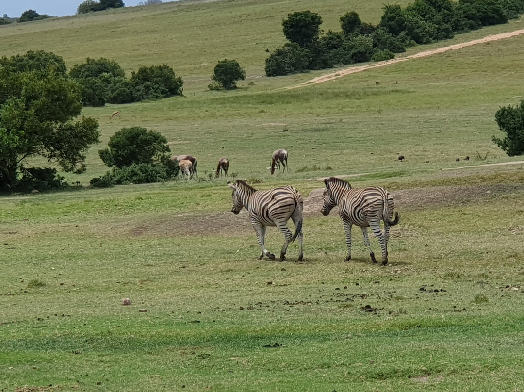 Kwantu Private Game Reserve - Day Visits-伊丽莎白港必去景点