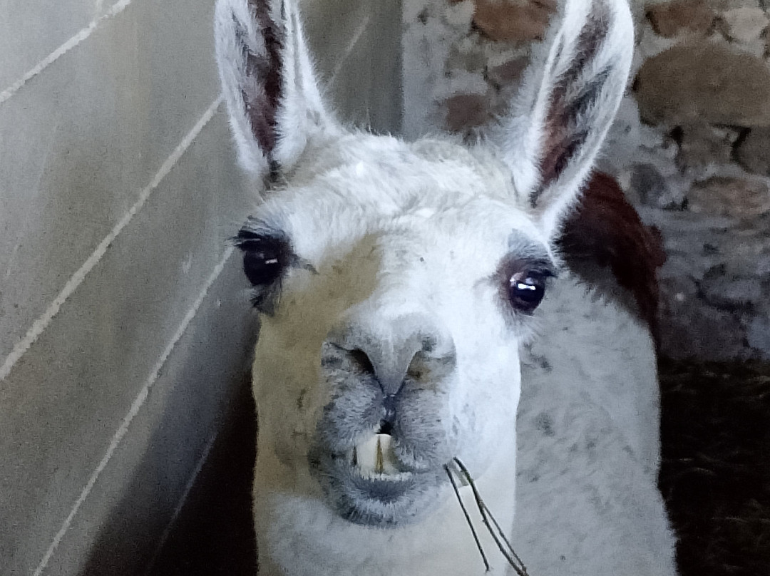 Agriturismo Corte Olfino主图