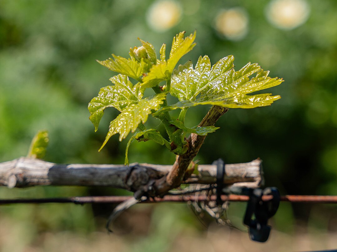 Sancha Pérez Bodega Almazara-Conil de la Frontera必去景点