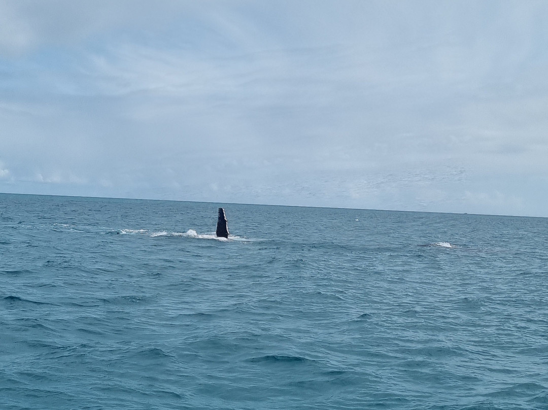 Hervey Bay Whale Watch-尤兰根必去景点