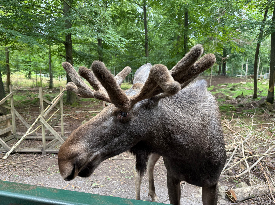 Soderasens Algpark (moosepark)-Kagerod必去景点
