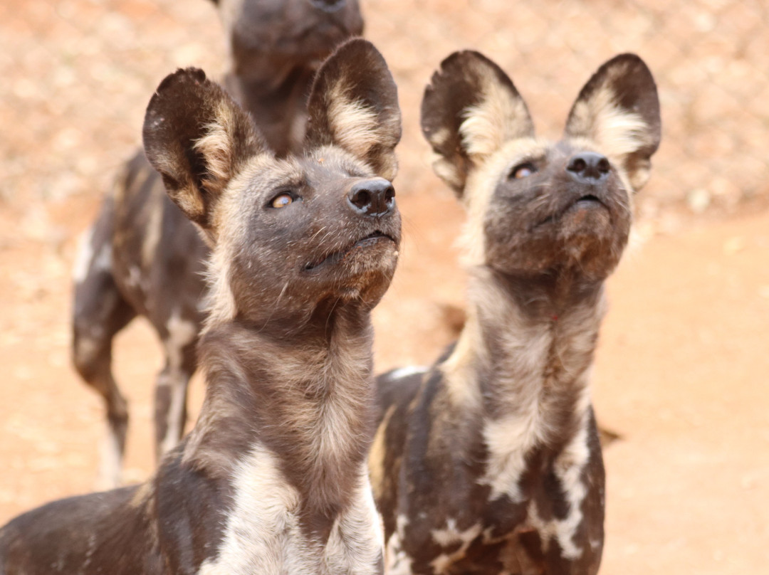 Mkomazi National Park-Gonja必去景点