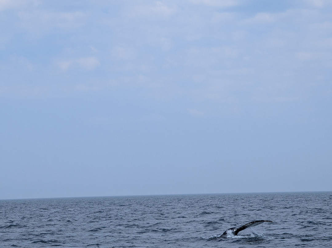 Adventure Bay Whale Watch Co.-Tiverton必去景点
