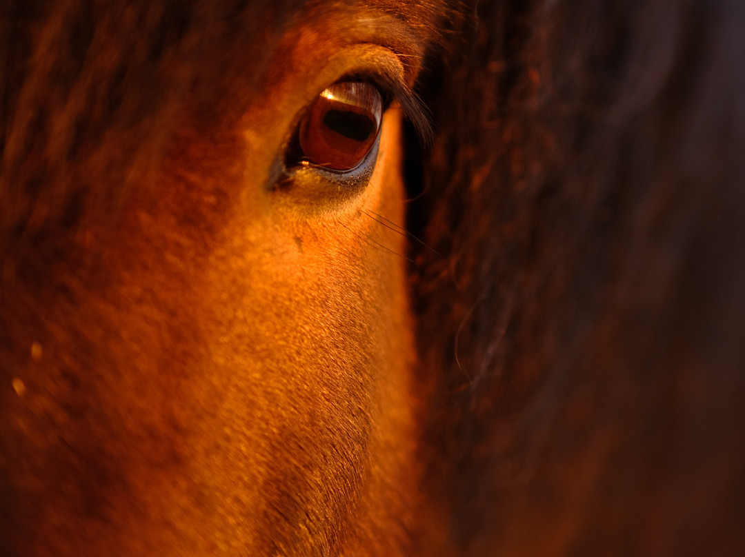 Safari Horse Rental-米湖必去景点