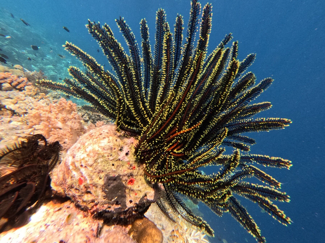 Progy Menjangan-Pejarakan必去景点