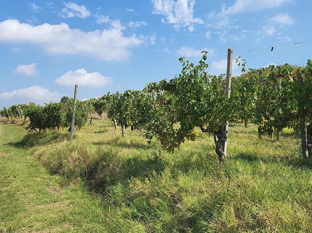 Tenuta Riccardi - Vini dal 1912-Santa Maria della Versa必去景点
