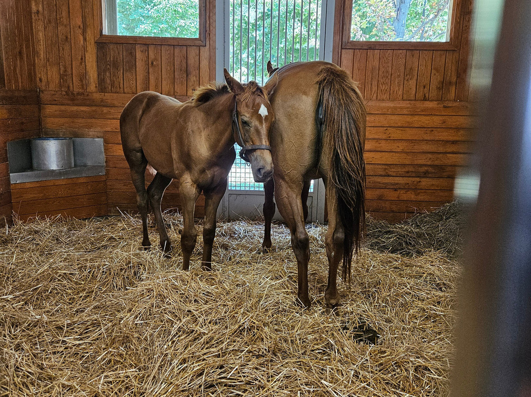 Stonestreet Farm-列克星敦必去景点
