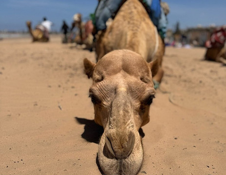 Traveling Sahara-伊拉悉迪亚必去景点
