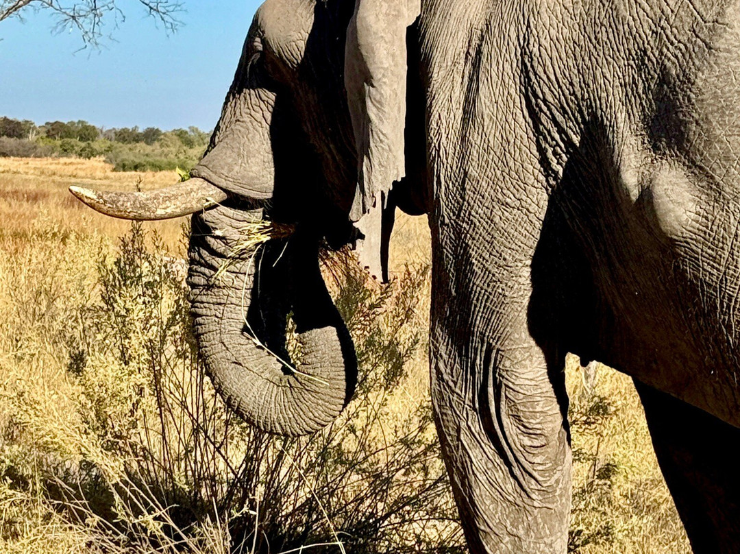 Moremi Wildlife Reserve-莫雷米野生动物保护区必去景点