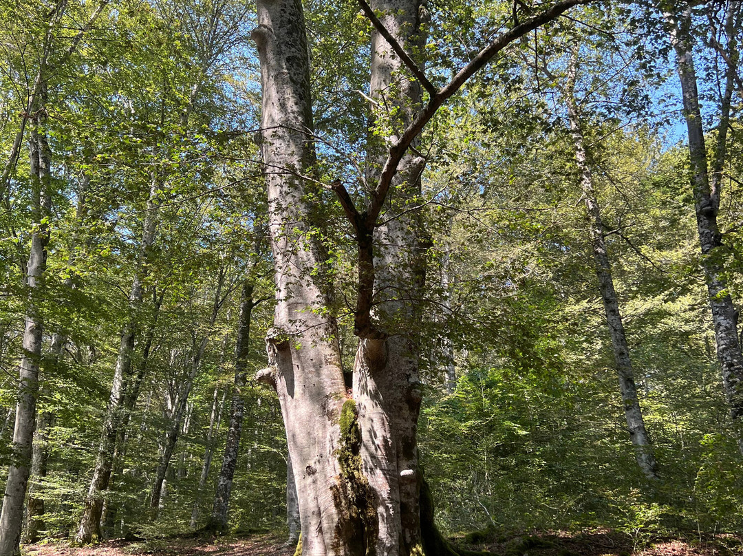 Bosco Magnano - Torrente Peschiera-San Severino Lucano必去景点