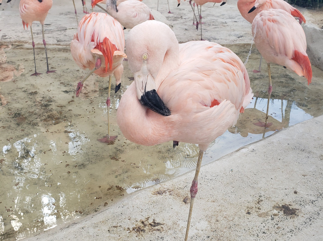 Descubra Floripa-弗洛里亚诺波利斯必去景点