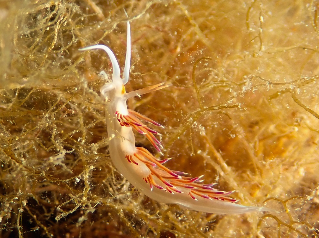 Trogir Diving Center - Day Dive-欧克鲁格勾基必去景点