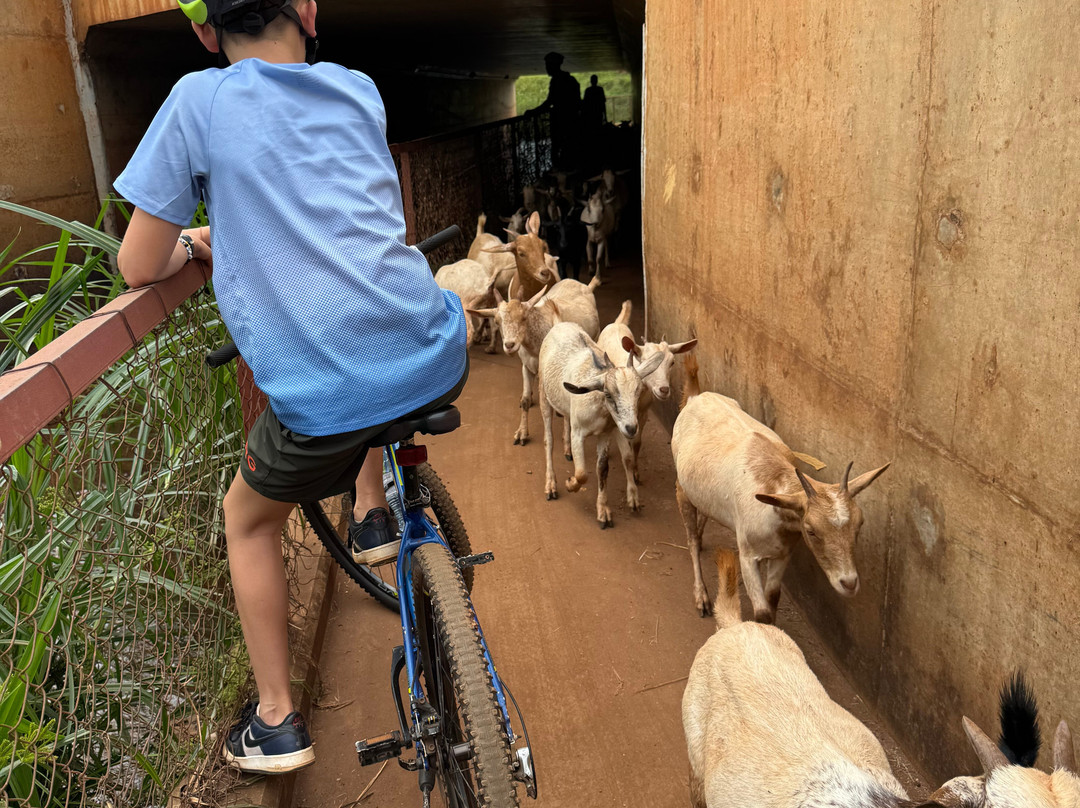 Bikeventures Tours and Rentals-金贾必去景点