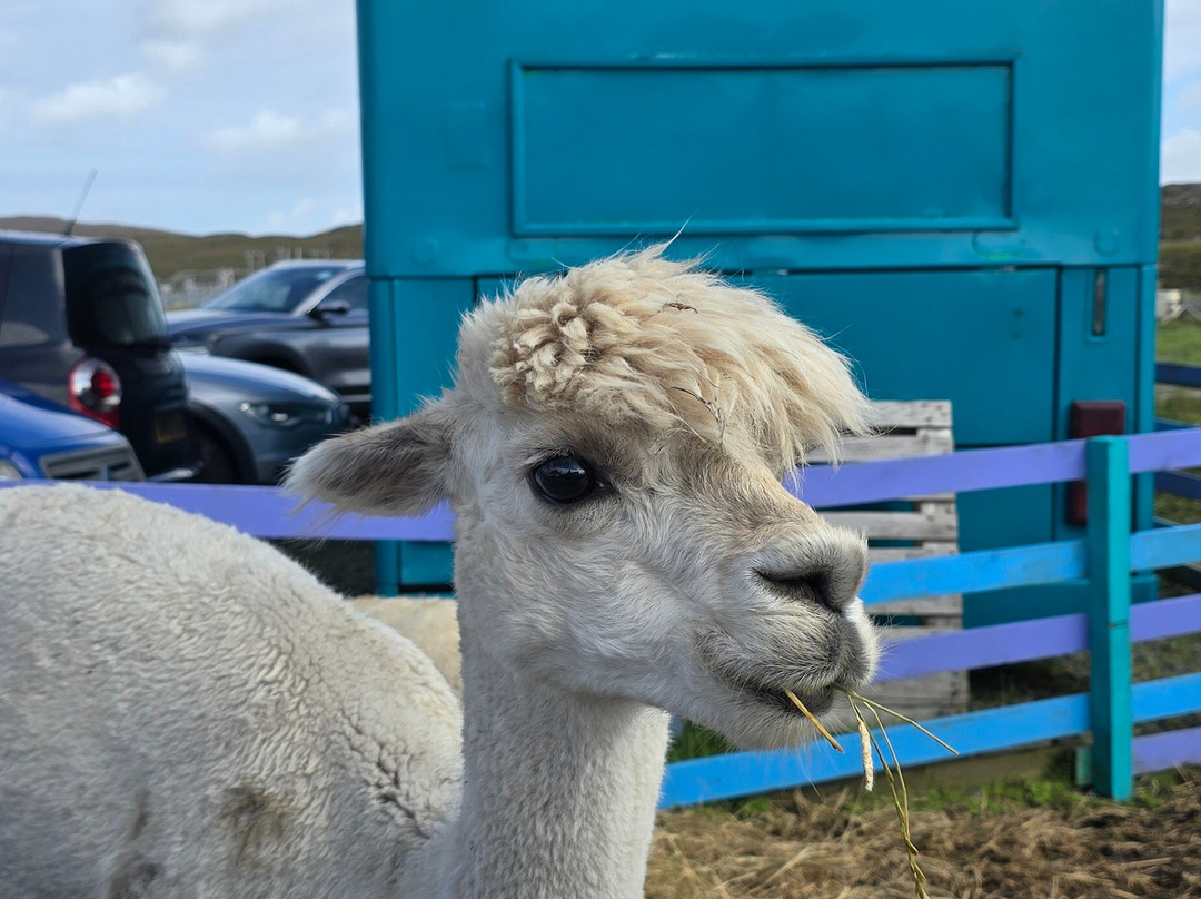 Callanish Alpacas-Callanish必去景点