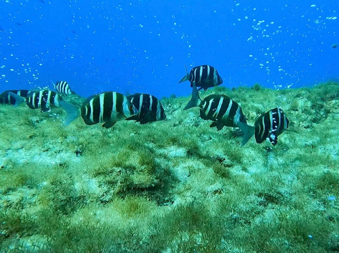 Deep Fin-拉斯加勒塔斯必去景点