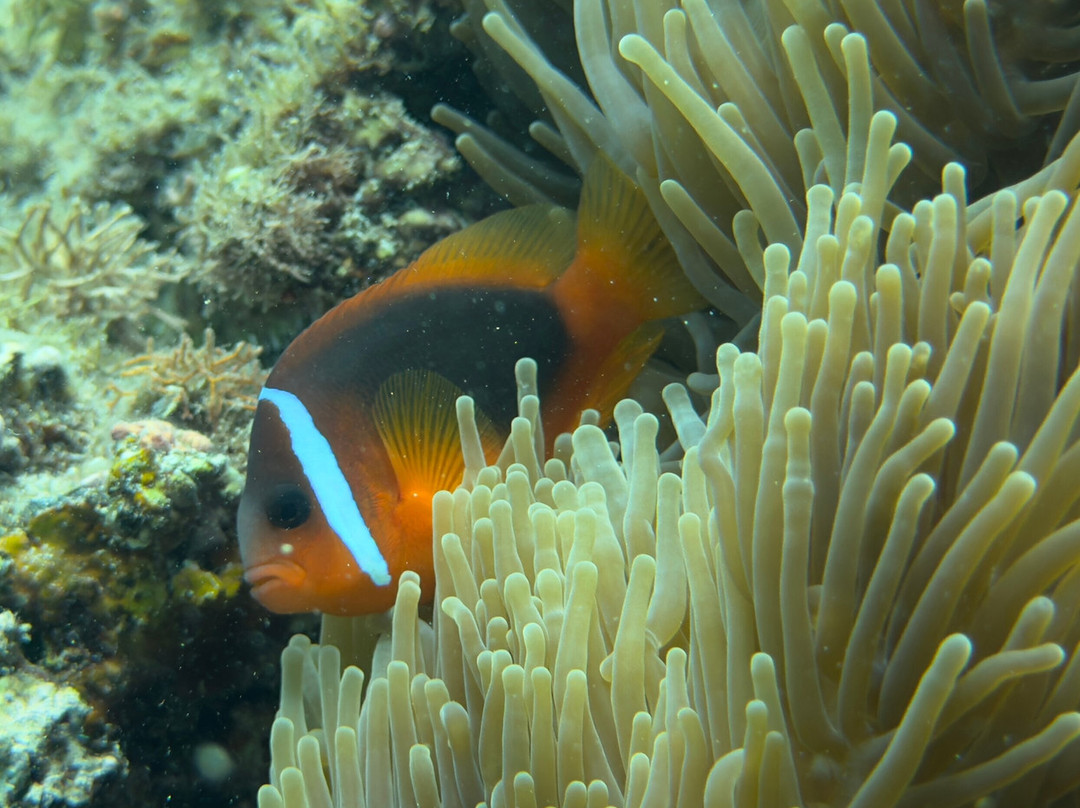 Magenta Oceans-Uoleva Island必去景点