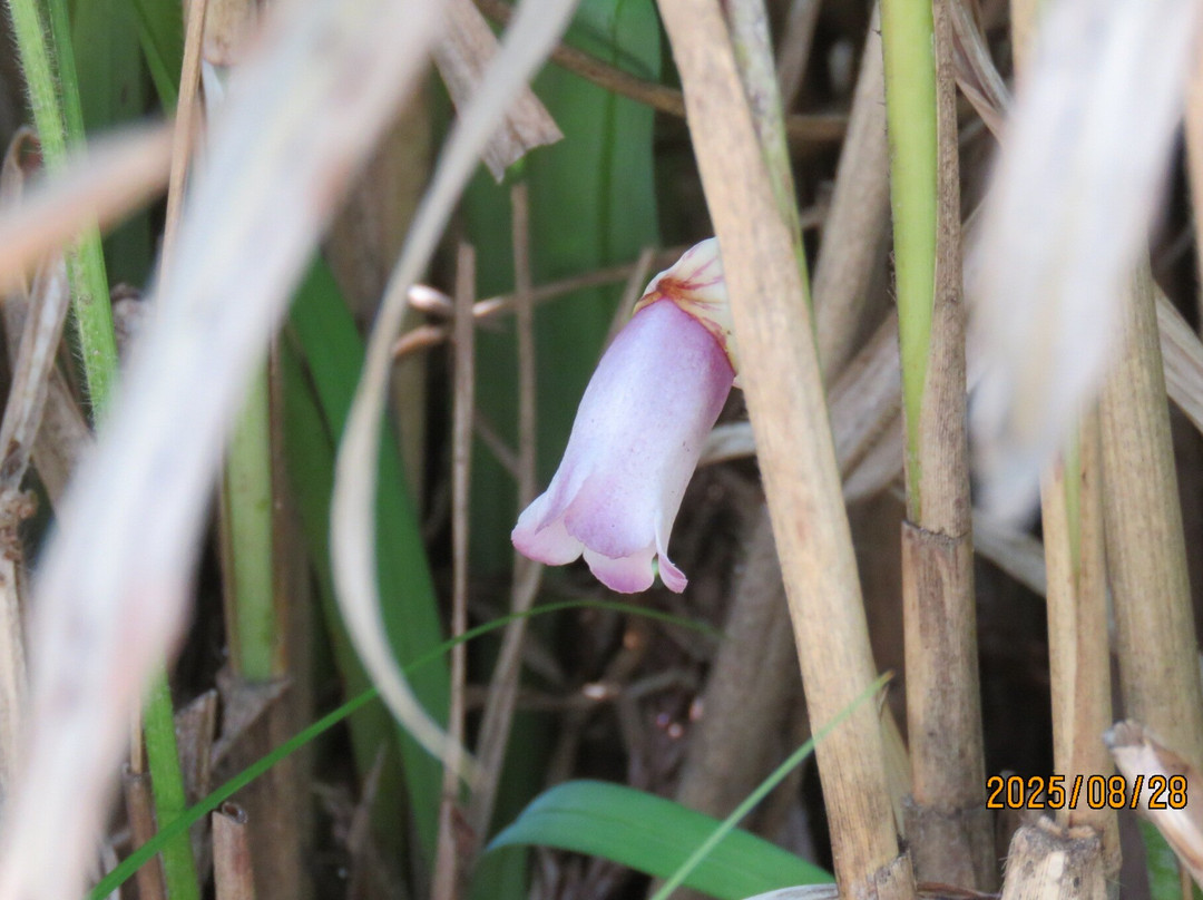 Manyo Botanical Garden-奈良市必去景点