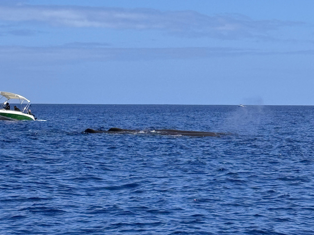 Whales Watching & Swimming With Dolphins In Mauritius-塔玛琳必去景点