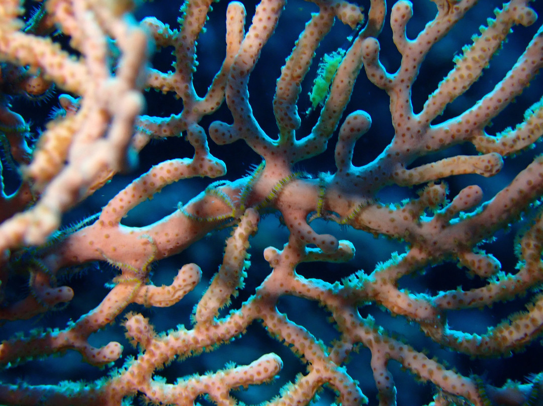 Just Diving-Bain Boeuf必去景点