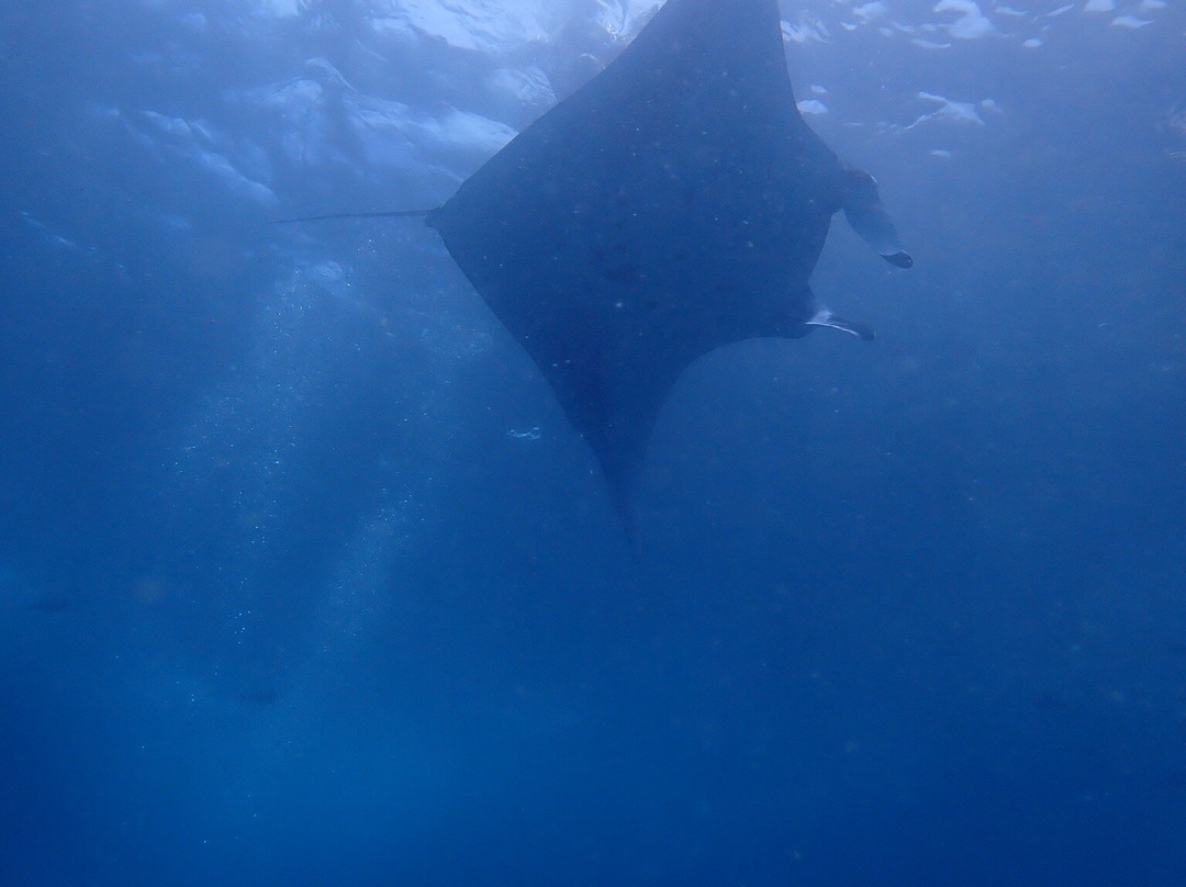 Bali Hai Diving Adventures-蓝梦岛必去景点