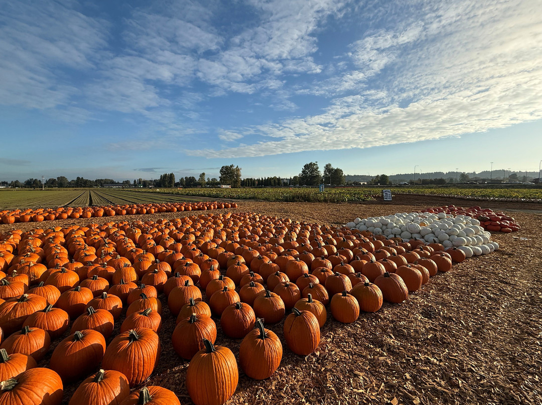 Carpinitos Pumpkin Patch-肯特必去景点