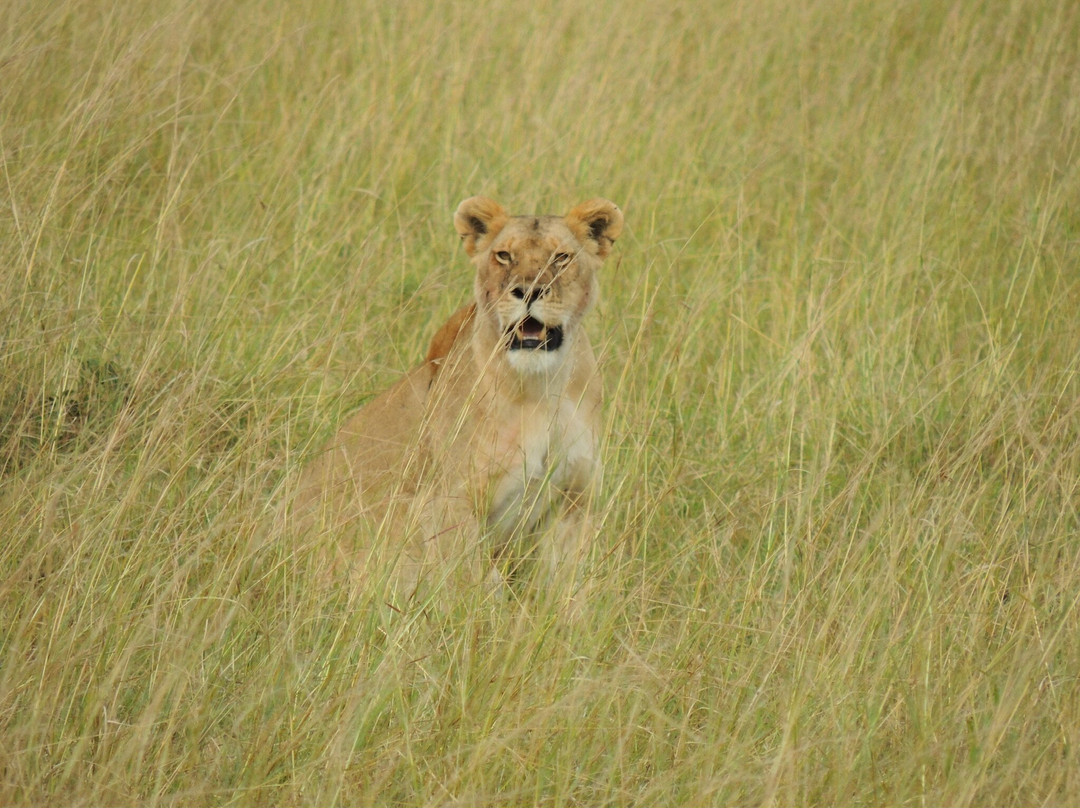 Cotis Safaris-内罗毕必去景点