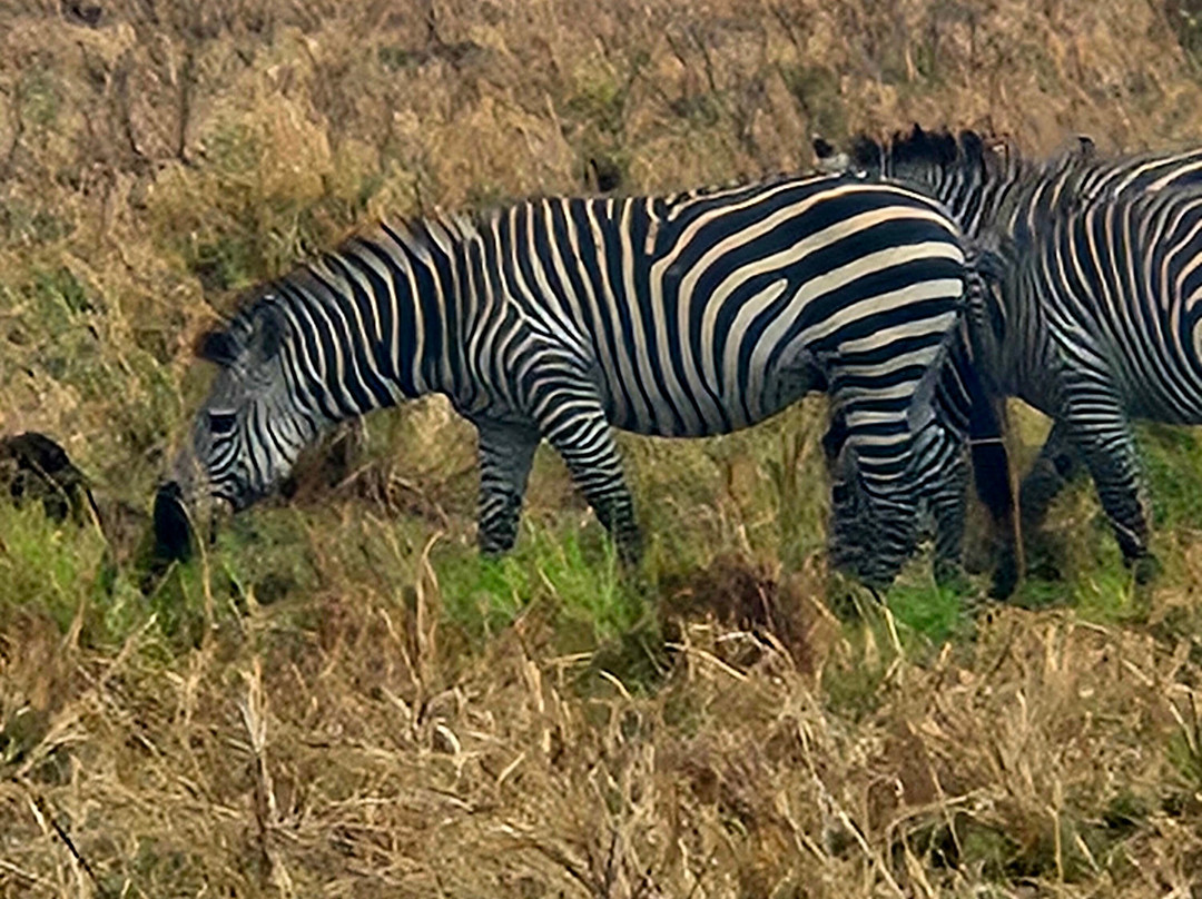 Best tour operator in Tanzania by Rede Tours and Safaris-多多马必去景点
