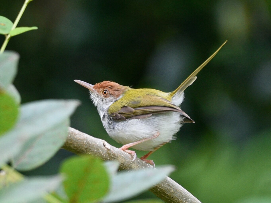 Kandy Rivers Edge Nature Resort主图