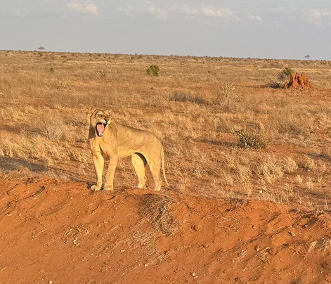 Zucchero Safari Kenya-瓦塔木必去景点