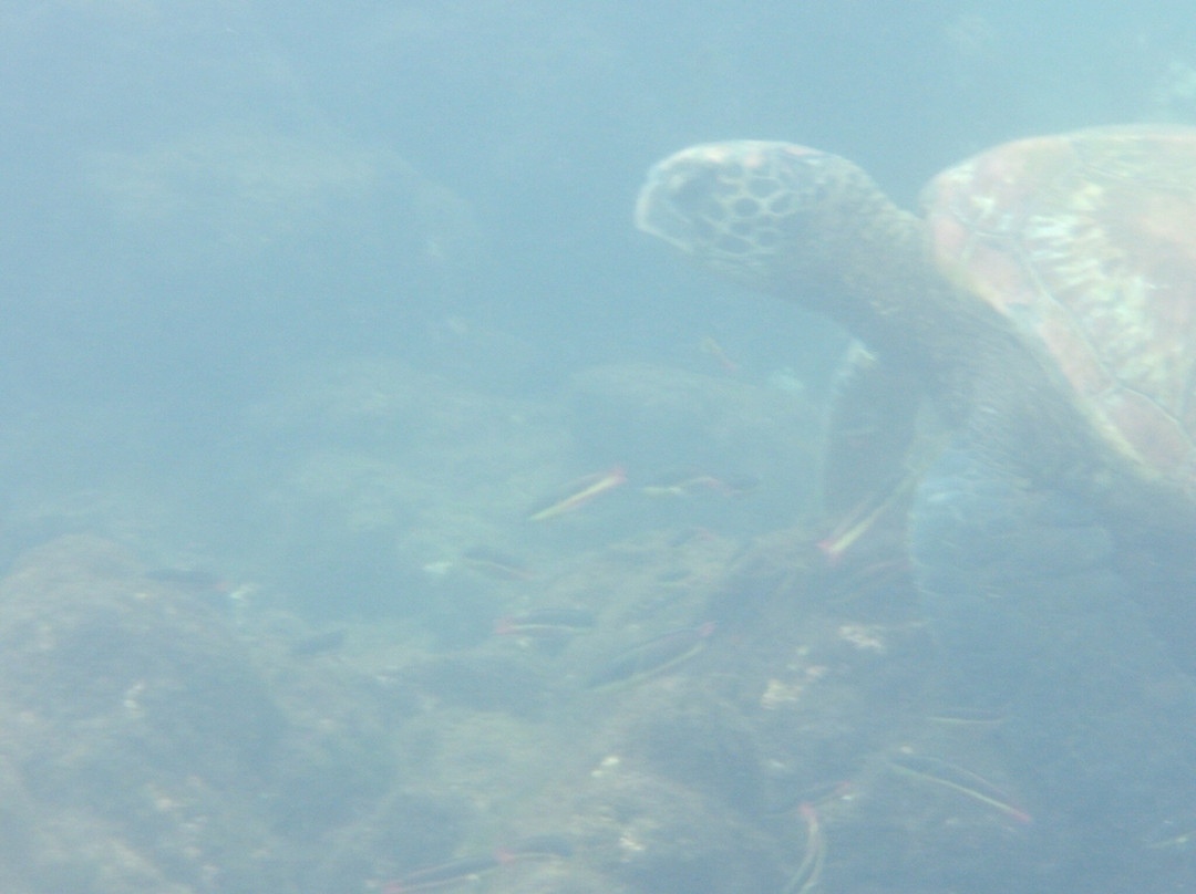 Isabela Island-伊莎贝拉岛必去景点