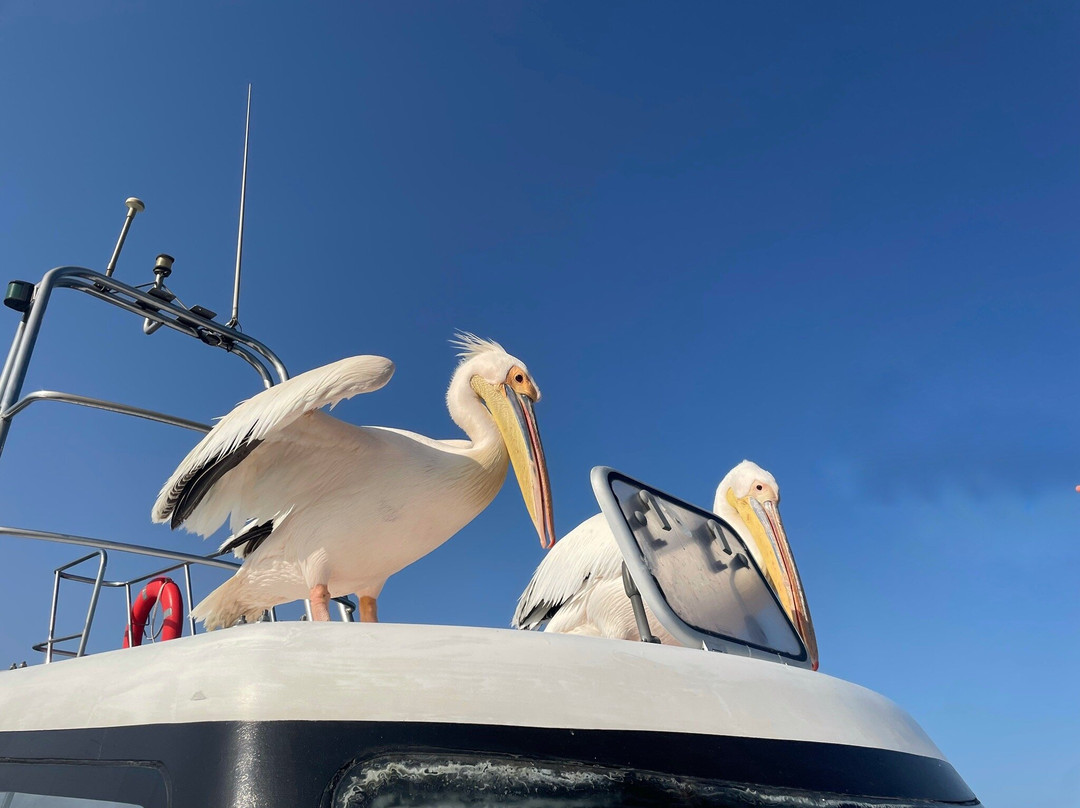 Mola Mola Safaris-华维斯湾必去景点