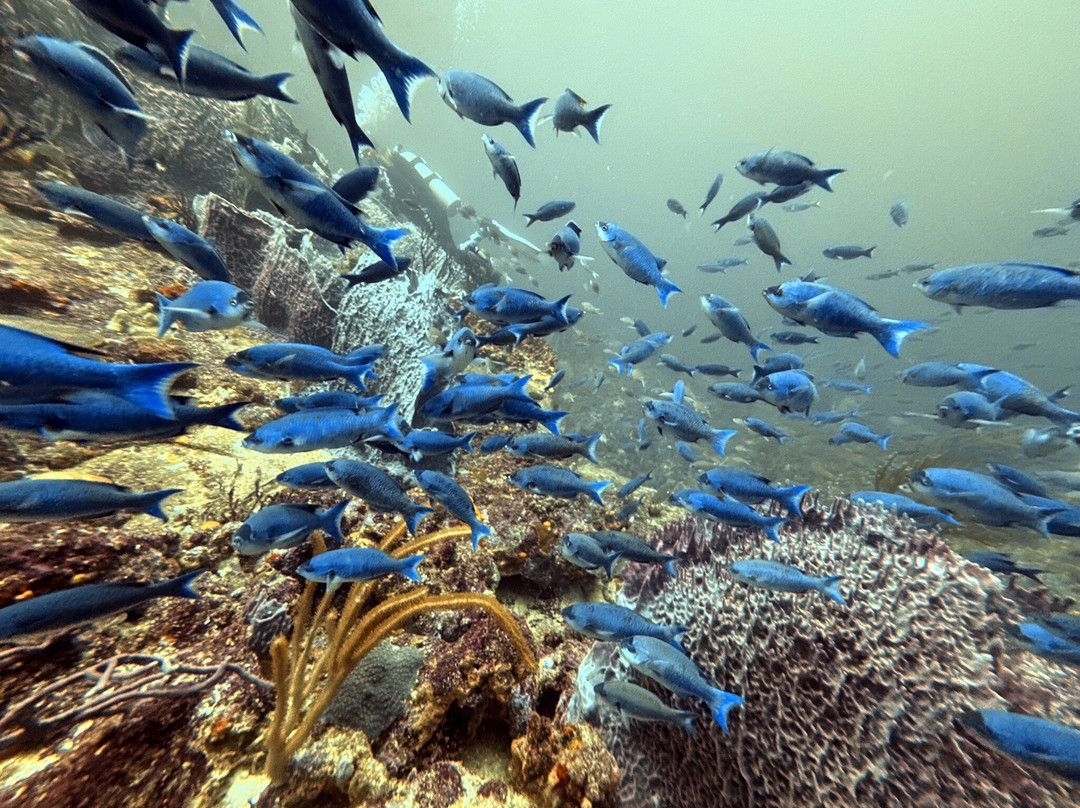 Wild Turtle Scuba Tobago Ltd.-Bon Accord必去景点