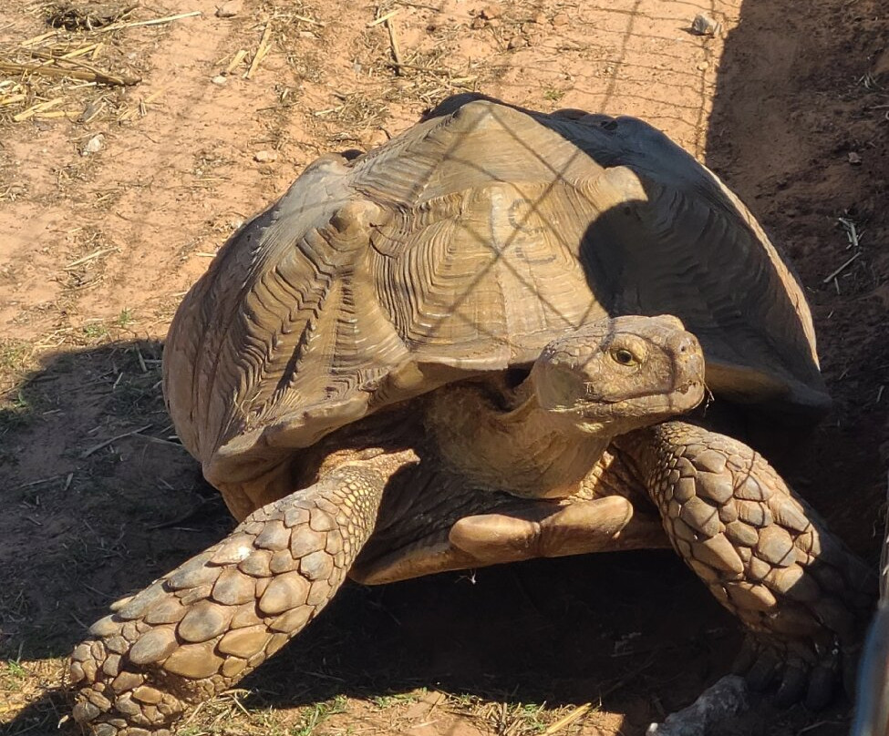 Gator Country Louisiana Alligator Park-纳基托什县必去景点