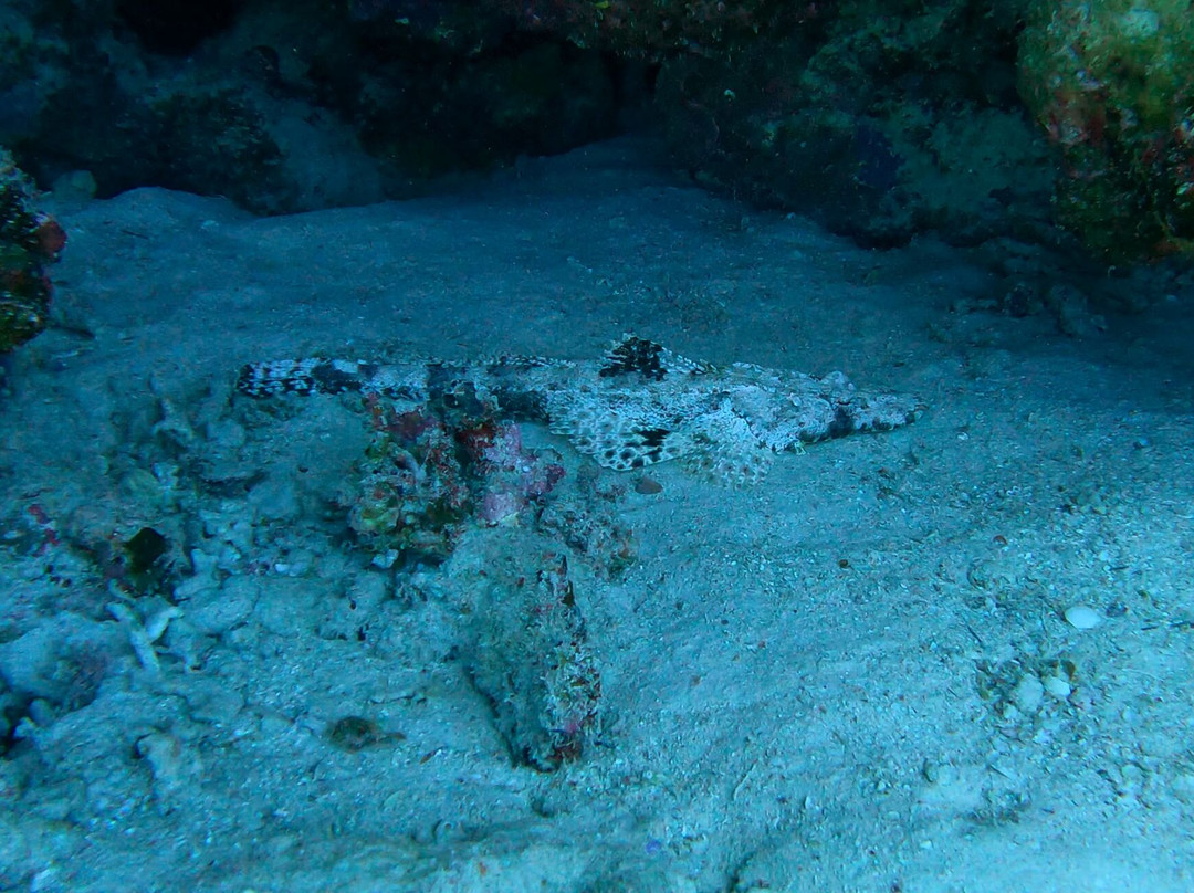 Orca Dive Club Safaga-Safaga必去景点