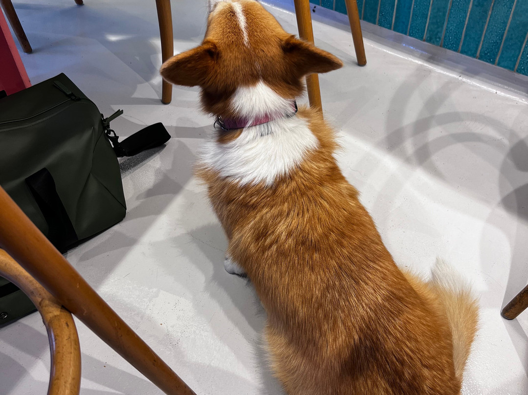 Corgi Cafe