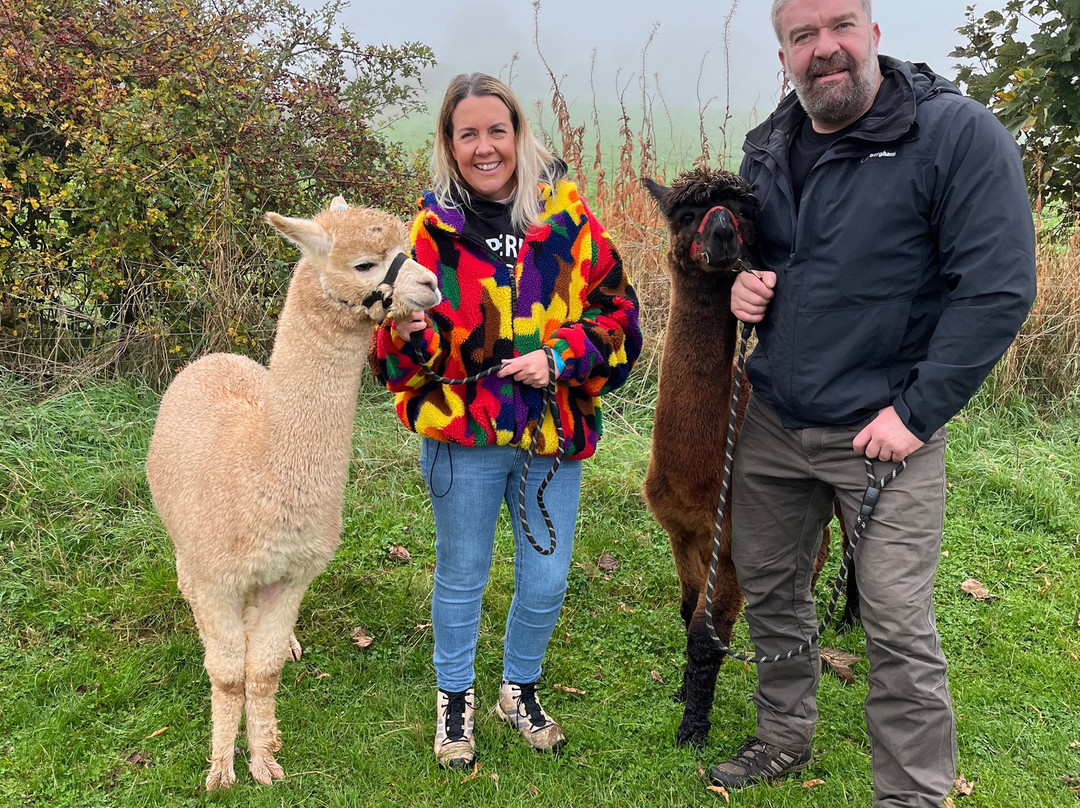 Charnwood Forest Alpacas-Boundary必去景点