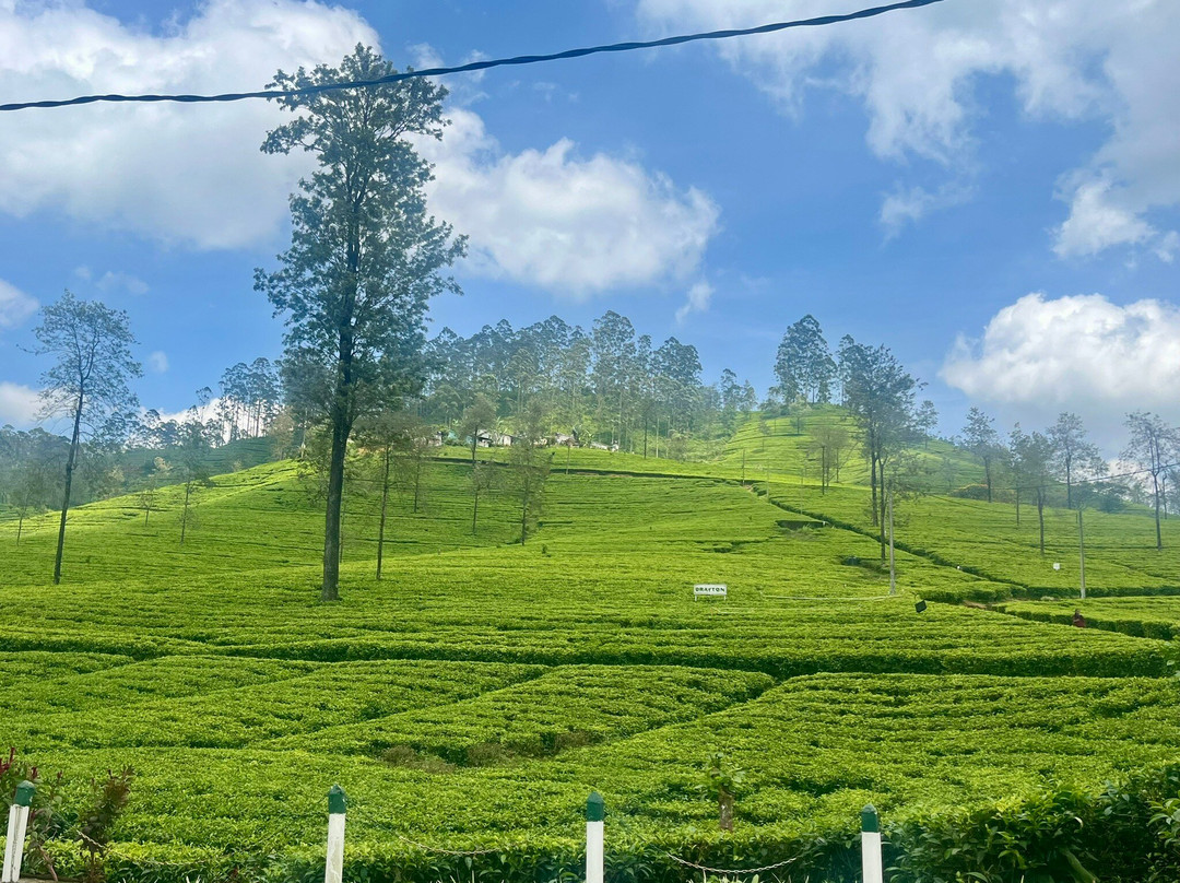 Darshana Tours - Private Driver Sri Lanka-尼甘布必去景点