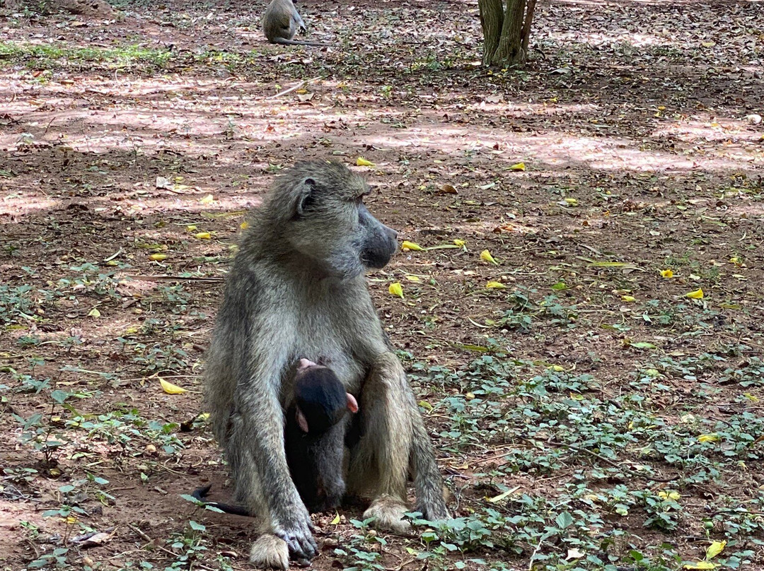 Antonio Safaris-Karen必去景点
