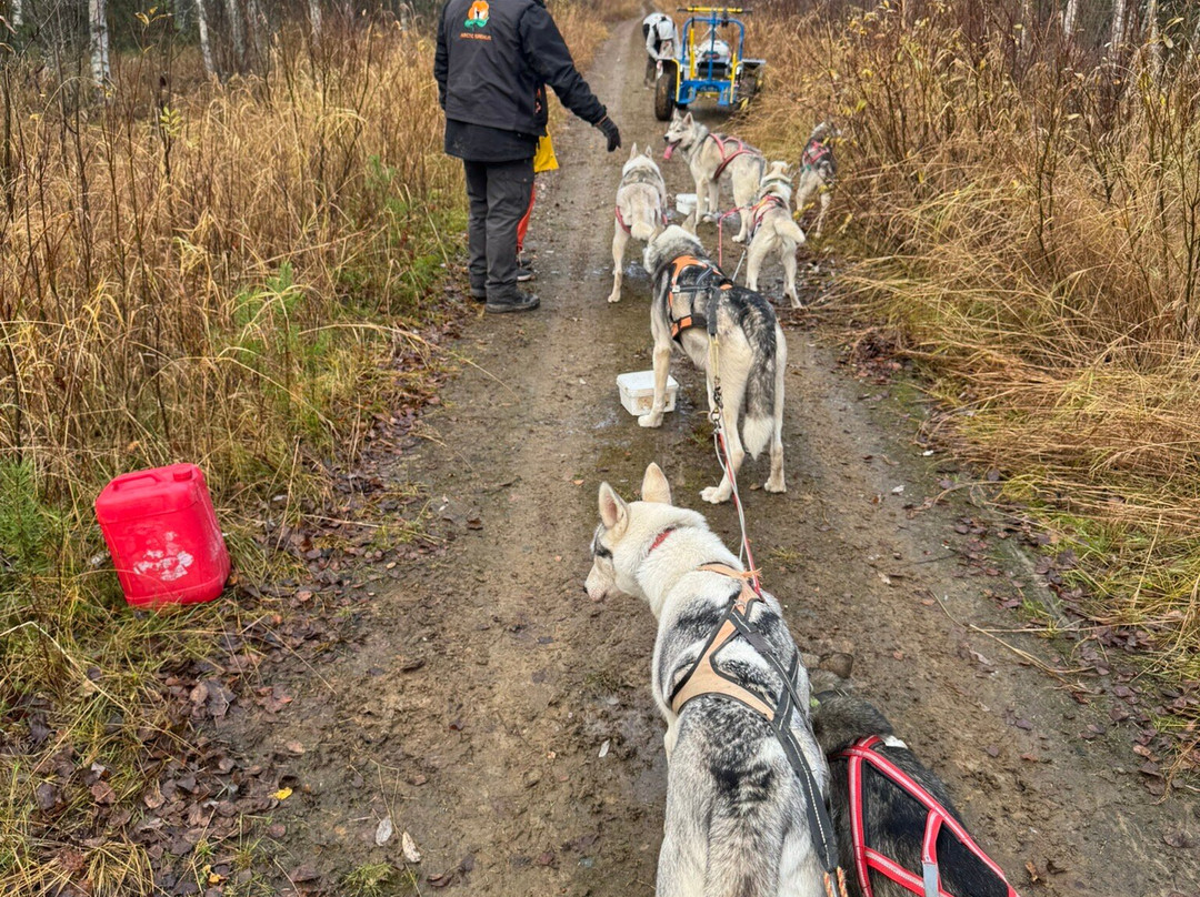 Arctic Borealis Huskies-Ranua必去景点