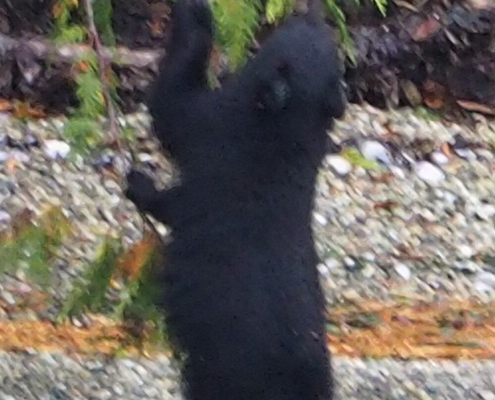 Remote Passages Marine Excursions-托菲诺必去景点